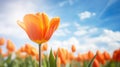 blooms bright spring background