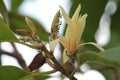 the blooms and buds of the white champaca plant (Michelia alba) surrounded by ants