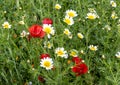 Blooms of crown daisies and common poppies in a garden in Morocco near Meknes. Royalty Free Stock Photo