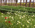 Blooms of crown daisies and common poppies in a garden in Morocco near Meknes. Royalty Free Stock Photo