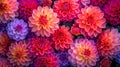 Blooms of dahlias flowers