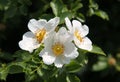 Blooms of eglantine