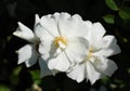 Blooms of eglantine Royalty Free Stock Photo