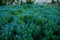 Blooms Fill Thick Fringed Bluebell Bushes Along Small Stream Royalty Free Stock Photo