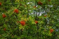 Blooms fresh beautiful viburnum in the woods