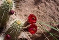 Blooms on Hedgehog Cactus