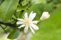 Blooms of lemmon tree Royalty Free Stock Photo