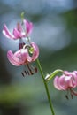 Blooms of Martagon Lily, (Lilium martagon) Royalty Free Stock Photo