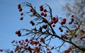 It blooms from May to June white to pinkish flowers. In October, red malvice ripen inside with a hard stone. It smells strongly of