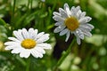 Shasta Daisy blooms in the sun after a rain shower