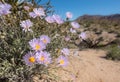 Blooms of Mojave Aster in California Desert