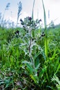 Blooms Monkswort Royalty Free Stock Photo