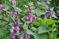 It blooms in nature deaf nettle purple Lamium purpureum Royalty Free Stock Photo