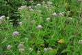 It blooms in nature hemp agrimony Eupatorium cannabinum Royalty Free Stock Photo