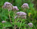 It blooms in nature hemp agrimony Eupatorium cannabinum Royalty Free Stock Photo