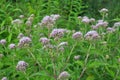 It blooms in nature hemp agrimony Eupatorium cannabinum Royalty Free Stock Photo