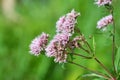 It blooms in nature hemp agrimony Eupatorium cannabinum Royalty Free Stock Photo