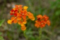 Blooms Of Orange Western Wallflowers Bloom In Summer Royalty Free Stock Photo