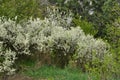 Blooms overgrown bushes blackthorn Royalty Free Stock Photo