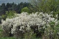 Blooms overgrown bushes blackthorn Royalty Free Stock Photo