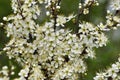 Blooms overgrown bushes blackthorn Royalty Free Stock Photo