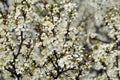 Blooms overgrown bushes blackthorn Royalty Free Stock Photo