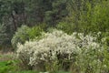 Blooms overgrown bushes blackthorn Royalty Free Stock Photo