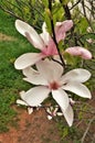 Blooms on Pink Tulip Tree Magnolia Campbellii