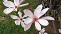 Blooms on Pink Tulip Tree Magnolia Campbellii