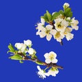 Blooms of plum tree - isolated Royalty Free Stock Photo