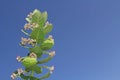 Blooms and Seed Pods on a Giant Milkweed