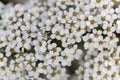 Blooms of a spiraea shrub