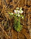 Blooms in spring plant Hare cabbage lat. Orostachys spinosa, which is found in Eastern Siberia, Russia. and on the shores of lake Royalty Free Stock Photo