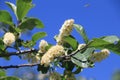 Blooms in the springtime deep blue sky