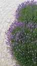 Sweet Purple Lavender