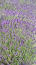 Lavender Field