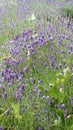 Lavender And Falling Leaves