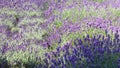 Purple Lavender Field