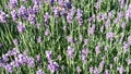 Purple Pink Lavender Royalty Free Stock Photo