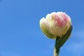 Blooms Sweet Tulip With Rain Drops