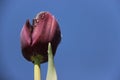 Blooms Sweet Tulip