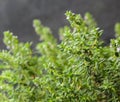 Blooms thyme herbs Royalty Free Stock Photo