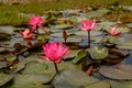 Blooms of Waterlilly plant in a small pond