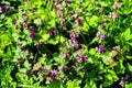 It blooms in the wild deaf nettle purple (Lamium purpureum Royalty Free Stock Photo