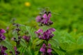 It blooms in the wild deaf nettle purple (Lamium purpureum Royalty Free Stock Photo