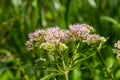 It blooms in the wild hemp agrimony Eupatorium cannabinum Royalty Free Stock Photo