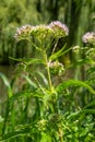 It blooms in the wild hemp agrimony Eupatorium cannabinum Royalty Free Stock Photo