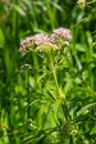 It blooms in the wild hemp agrimony Eupatorium cannabinum Royalty Free Stock Photo