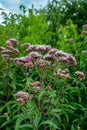 It blooms in the wild hemp agrimony Eupatorium cannabinum Royalty Free Stock Photo