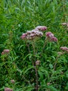 It blooms in the wild hemp agrimony Eupatorium cannabinum Royalty Free Stock Photo